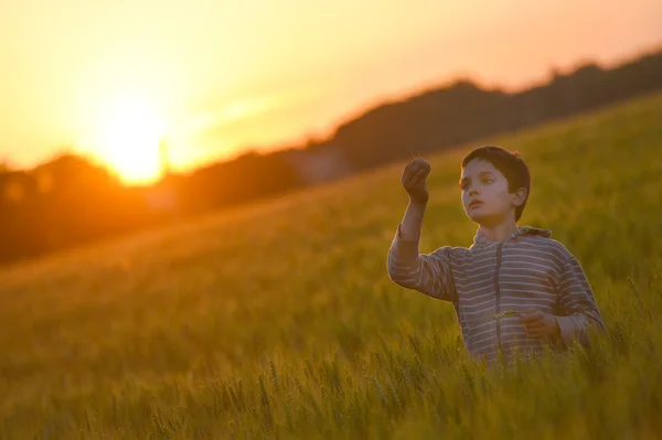 Liten pojke genom ett vete fält vid solnedgången — Stockfoto