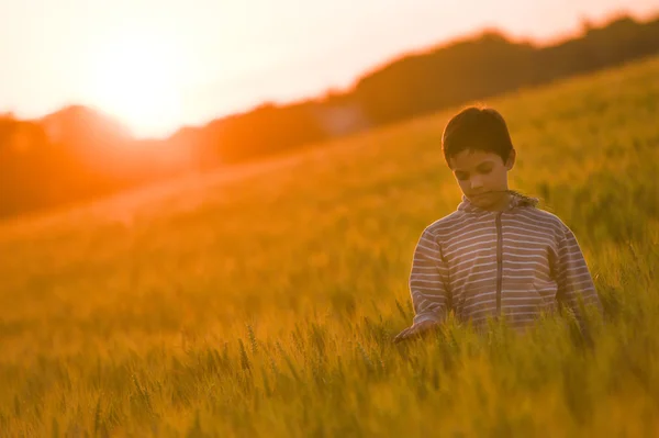 Kleiner Junge durch ein Weizenfeld bei Sonnenuntergang — Stockfoto