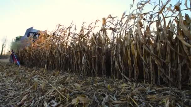 Usine alimentaire, Alimentation, Moulin à céréales Graine-maïs — Video