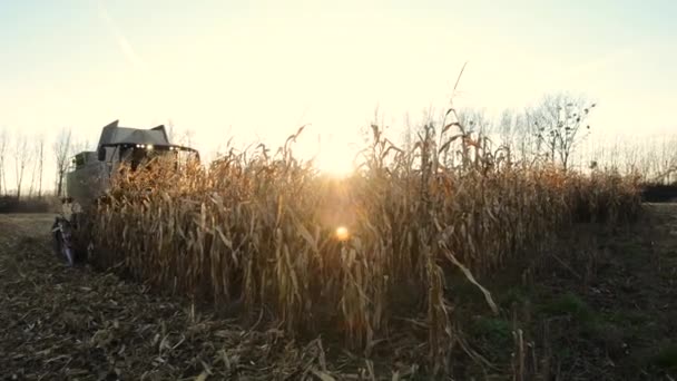 Nahrungsmittelfabrik, Lebensmittel, Getreidemühle Saatgut-Mais — Stockvideo