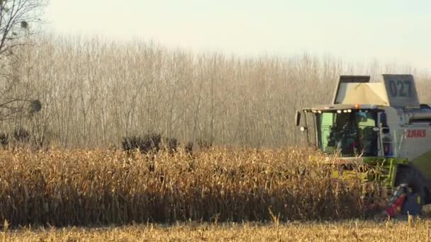 食品工場、食品、穀物ミルの種トウモロコシ — ストック動画