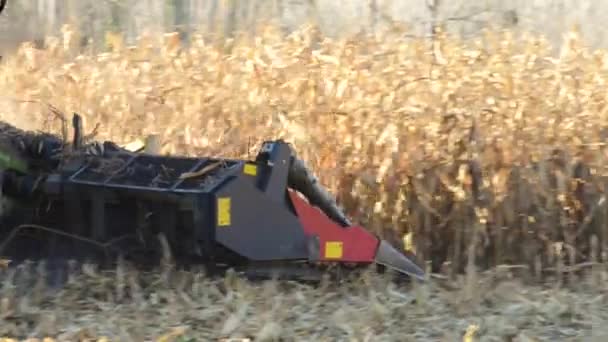 Fábrica de alimentos, Alimentos, Cereal Mill Seed-Corn — Vídeo de stock