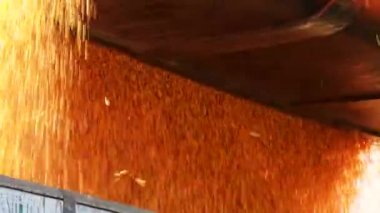 Gıda, gıda fabrikası, tahıl-traktör buğday tahıl damping
