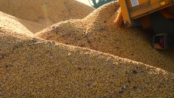 Fábrica de alimentos, Alimentos, Tractor de cereales está vertiendo grano de trigo — Vídeo de stock