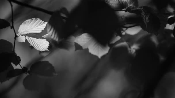 Φρέσκα φύλλα, ταλαντεύονται από τον αέρα — Αρχείο Βίντεο