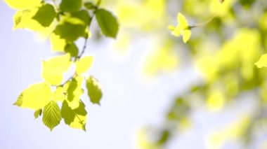 rüzgarda sallanan taze yaprakları