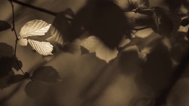 Frische Blätter wiegen sich im Wind — Stockvideo
