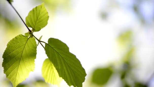 Feuilles fraîches se balançant dans le vent — Video