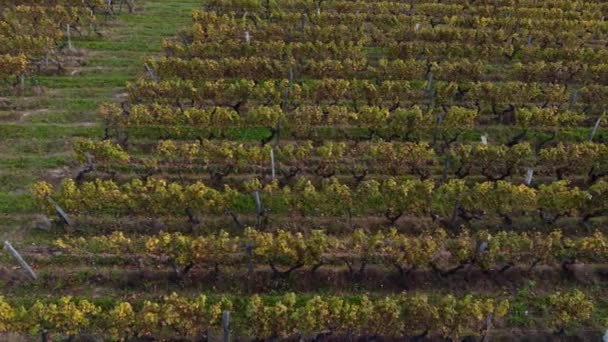 Widok z lotu ptaka Bordeaux Vineyard o wschodzie słońca, jesienią film dronem, Entre deux mers, Semens, Verdelais — Wideo stockowe