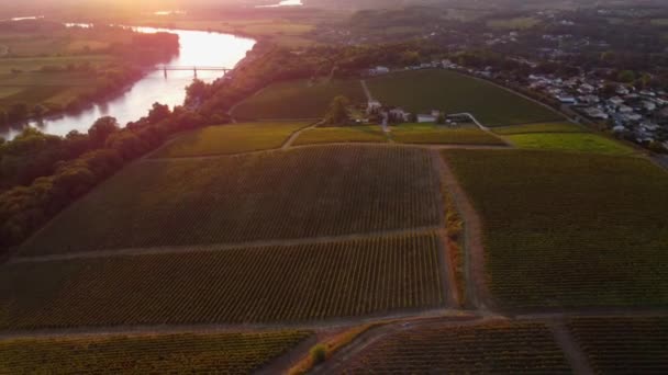Hava manzaralı Bordeaux Vineyard gündoğumunda, sonbaharda insansız hava aracı, Entre deux mers, Langoiran — Stok video