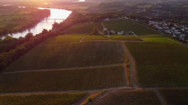 Vue Aérienne Vignoble Bordeaux au lever du Soleil, film par drone en automne, Entre deux mers, Langoiran — Video