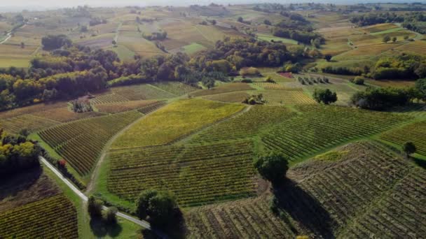 Luftaufnahme Weinberg Bordeaux bei Sonnenaufgang, Film per Drohne im Herbst, Entre deux mers, Semens, Verdelais — Stockvideo