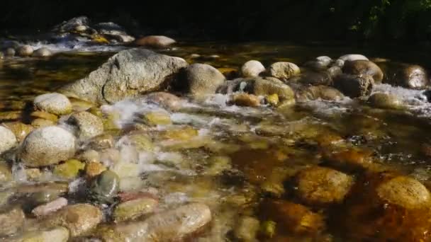 Fluxo de montanha na floresta na Córsega, França — Vídeo de Stock