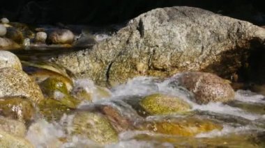 Fransa 'nın Korsika kentindeki ormandaki dağ deresi