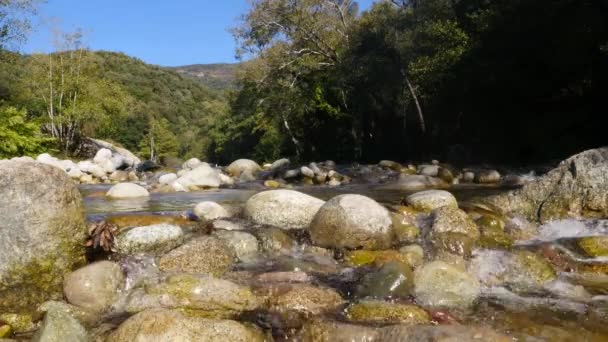 法国科西嘉森林里的山溪 — 图库视频影像