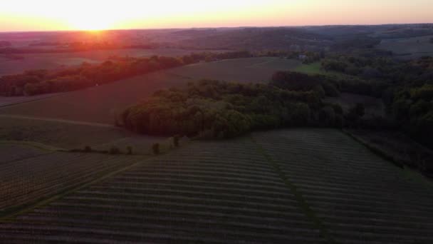 日の出の春のブドウ畑の空中ビュー,ボルドーブドウ園,ジロンド,フランス — ストック動画