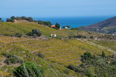 Collioure, Pyrenees Orientales, Roussillon, Vermilion Coast, Fransa yakınlarındaki üzüm bağları.