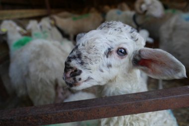 Koyunların arasına koyun koyun koyun koy. 