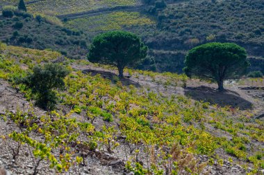 Collioure, Pyrenees Orientales, Roussillon, Vermilion Coast, Fransa yakınlarındaki üzüm bağları.