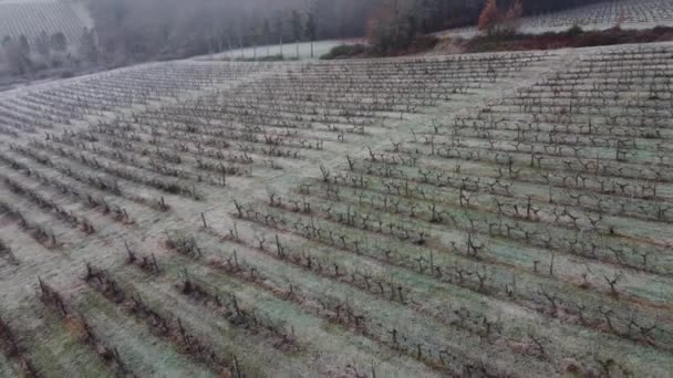 Vista aérea Bordeaux Vineyard no inverno, geada, Entre deux mers, Langoiran — Vídeo de Stock