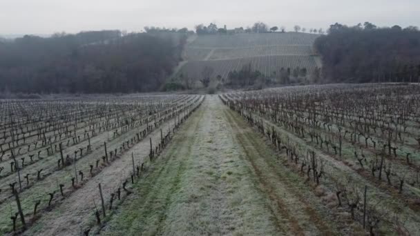 Widok z lotu ptaka Winnica Bordeaux zimą, mróz, Entre deux mers, Langoiran — Wideo stockowe
