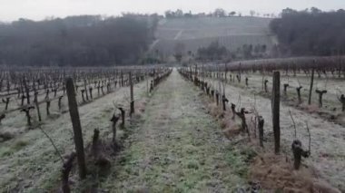Kışın Bordeaux Vineyard, kışın Frost, Entre deux mers, Langoiran