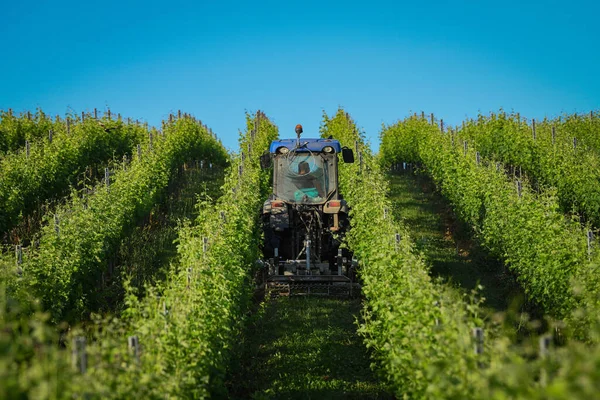 Vineyard landscape, Mowing mustard flower in Vineyard south west of France, Bordeaux Vineyard — Stock Photo, Image