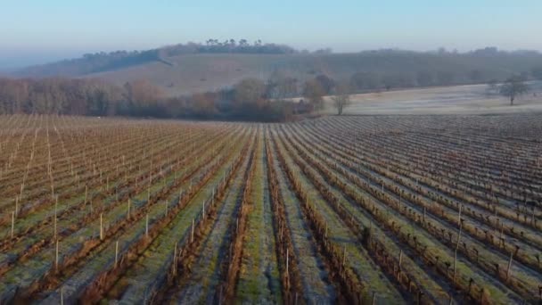 Widok z lotu ptaka na winnicę w mroźnej zimie, mróz na winorośli, Bordeaux Vineyard, Gironde, Francja — Wideo stockowe