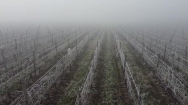 Donmuş kışta üzüm bağının havadan görünüşü, sarmaşıkta donma, Bordeaux Vineyard, Gironde, Fransa
