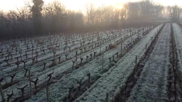 Widok z lotu ptaka na winnicę w mroźnej zimie, mróz na winorośli, Bordeaux Vineyard, Gironde, Francja — Wideo stockowe