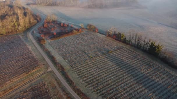 Flygfoto över vingård i frusen vinter, rimfrost på vinstocken, Bordeaux Vineyard, Gironde, Frankrike — Stockvideo