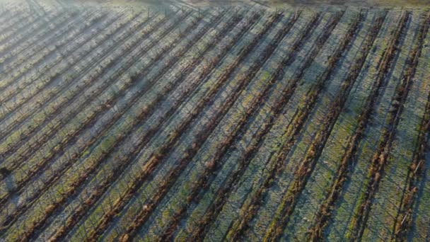 Вид с воздуха на виноградник в замороженную зиму, иней на винограднике, Бордо Виньярд, Жиронда, Франция — стоковое видео