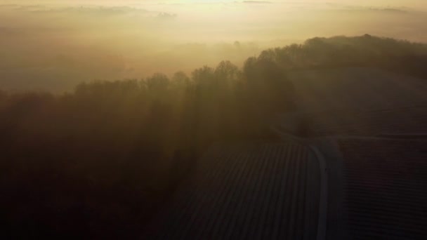 Вид с воздуха на виноградник в замороженную зиму, иней на винограднике, Бордо Виньярд, Жиронда, Франция — стоковое видео