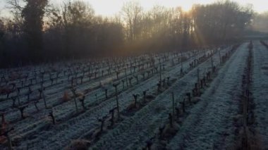 Donmuş kışta üzüm bağının havadan görünüşü, sarmaşıkta donma, Bordeaux Vineyard, Gironde, Fransa
