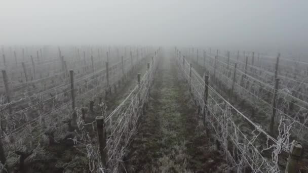 Vista aerea del vigneto in inverno ghiacciato, brina sulla vite, Bordeaux Vineyard, Gironda, Francia — Video Stock