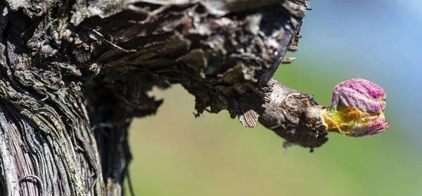 Bud, ciclo vegetativo da videira na primavera, vinha bordeaux, gironda, nova aquitânia, frança — Fotografia de Stock