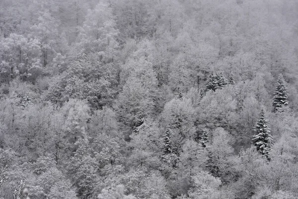 Winter panorama, Κατεψυγμένα δέντρα, Γαλλία, Ariege, Πυρηναία Βουνό — Φωτογραφία Αρχείου
