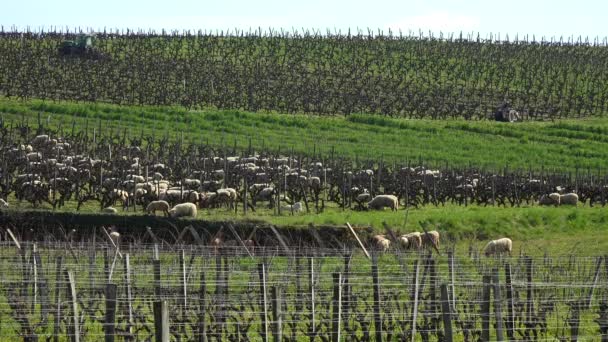 Bordeaux üzüm bağlarında çalışan traktörlerle otlayan yerli koyunlar. — Stok video