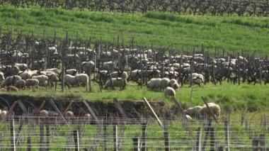 Bordeaux üzüm bağlarında otlayan koyunlar, Sauternes, Fransa