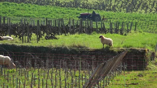 Ovejas domésticas pastando con tractores trabajando detrás en los viñedos de Burdeos — Vídeo de stock