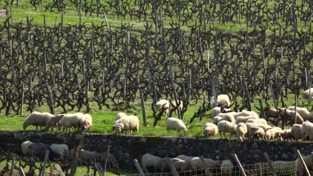 Выпас овец в виноградниках Бордо, Сотерн, Франция — стоковое видео