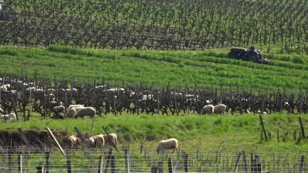 Ovelhas domésticas pastando com tratores que trabalham para trás nas vinhas de Bordeaux — Vídeo de Stock