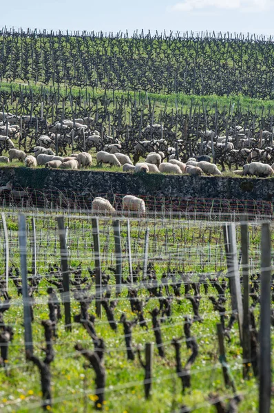 Ovejas domésticas pastando en los viñedos de Burdeos, Sauternes, Francia — Foto de Stock