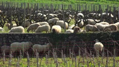Bordeaux üzüm bağlarında otlayan koyunlar, Sauternes, Fransa