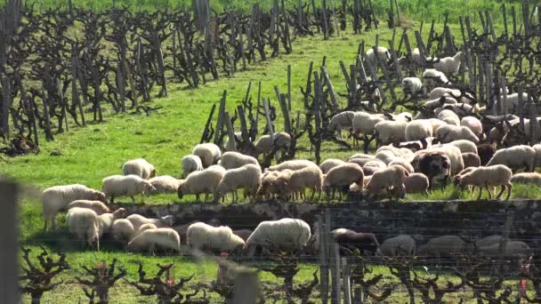 Háziasított juhok legeltetése a bordeaux-i szőlőültetvényeken, Sauternes, Franciaország — Stock videók