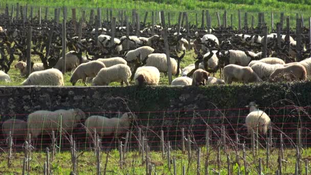Háziasított juhok legeltetése a bordeaux-i szőlőültetvényeken, Sauternes, Franciaország — Stock videók
