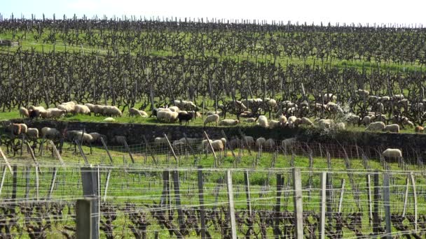 Ovelhas domésticas pastando nas vinhas de Bordéus, Sauternes, França — Vídeo de Stock