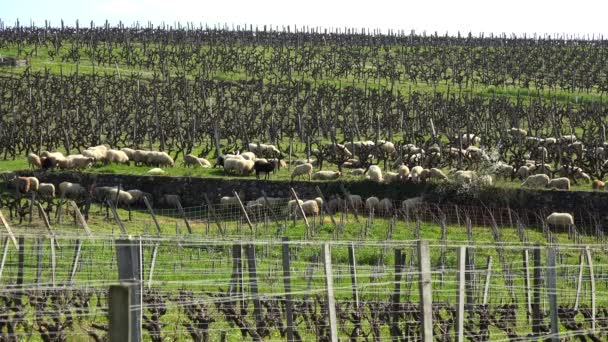 Hausschafe weiden in den Weinbergen von Bordeaux, Sauternes, Frankreich — Stockvideo