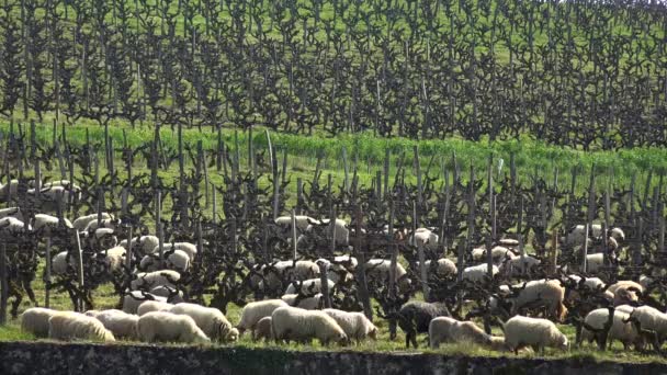 Ovejas domésticas pastando en los viñedos de Burdeos, Sauternes, Francia — Vídeo de stock