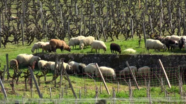 Inhemska får betar i Bordeaux vingårdar, Sauternes, Frankrike — Stockvideo